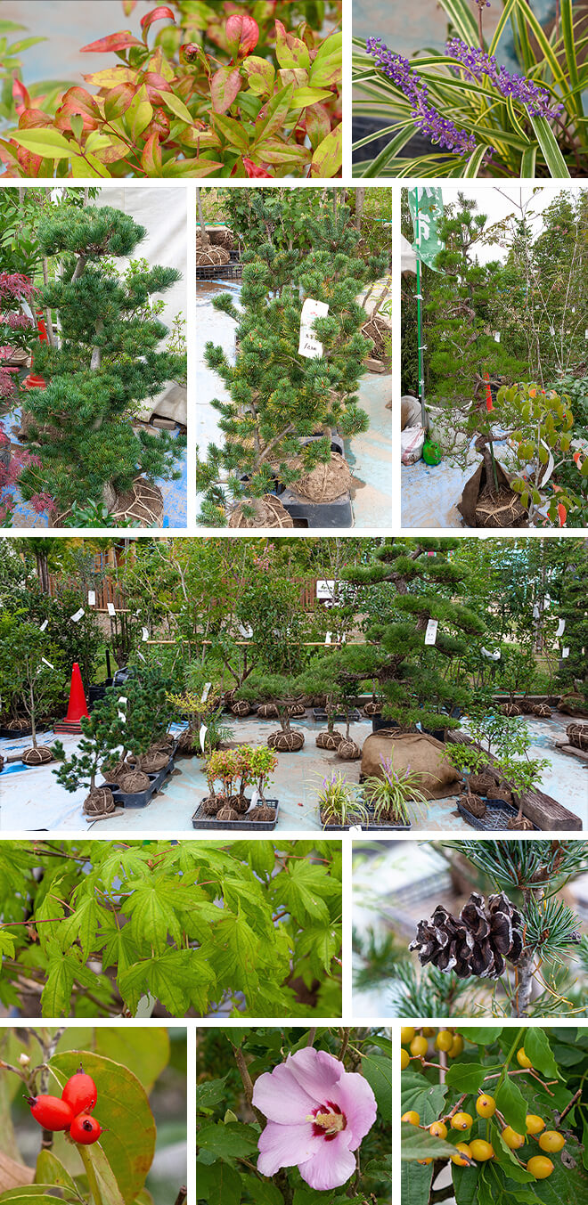 植福造園